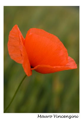 Semplicemente... papavero