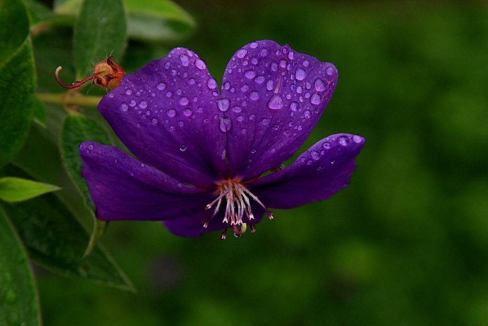 semplicemente un fiore