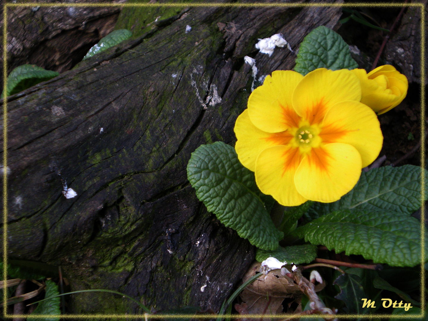 Semplicemente una primula