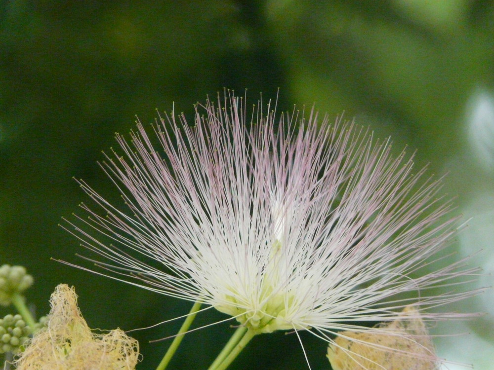 Semplicemente..fiore