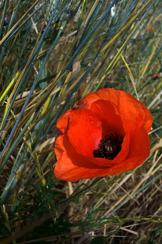 -----semplicemnte un rosso papavero-----