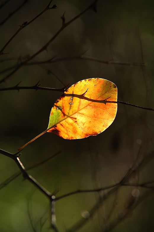 Semplici colori