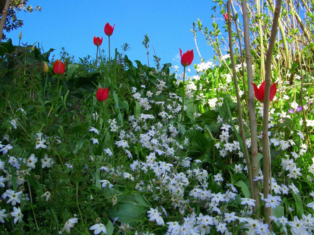 Semplici fiori di campo