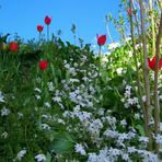 Semplici fiori di campo