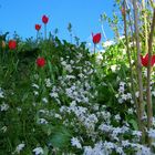 Semplici fiori di campo