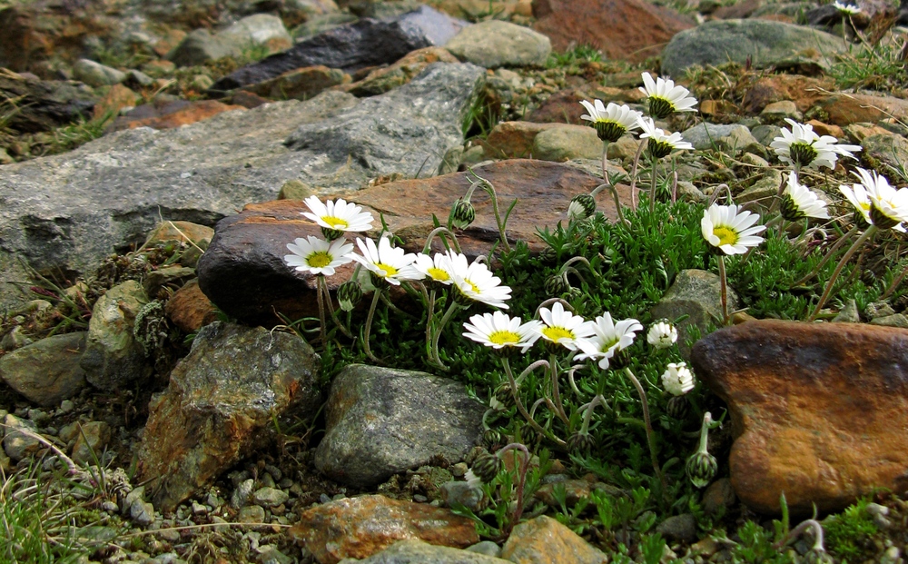 SEMPLICI MARGHERITE