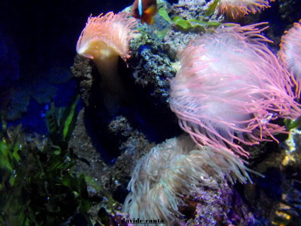 sempre all acquario