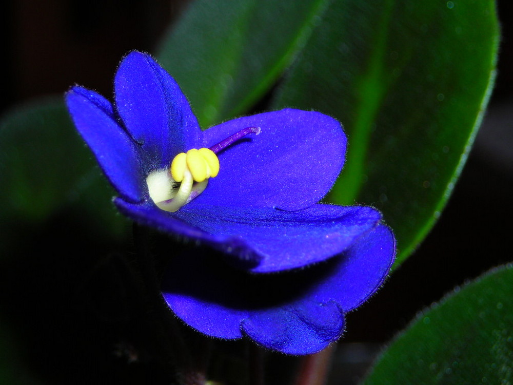 sempre..Violetta africana