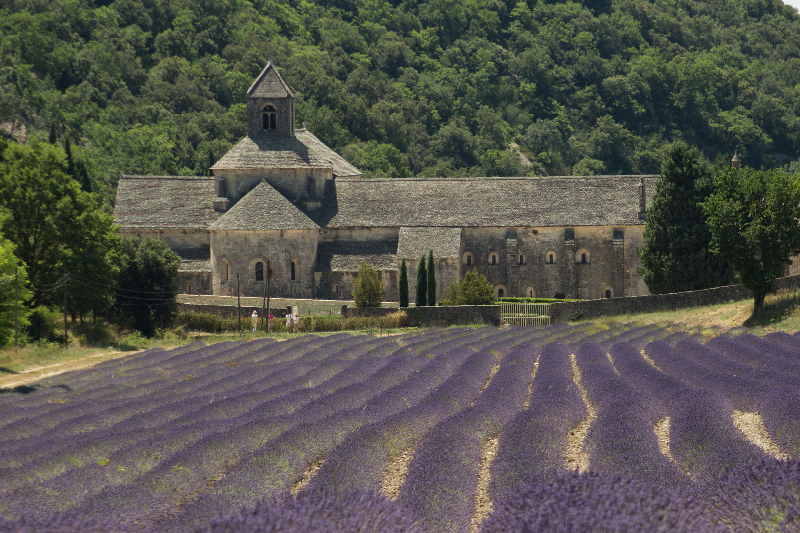 Sénanque (&Lavendel)