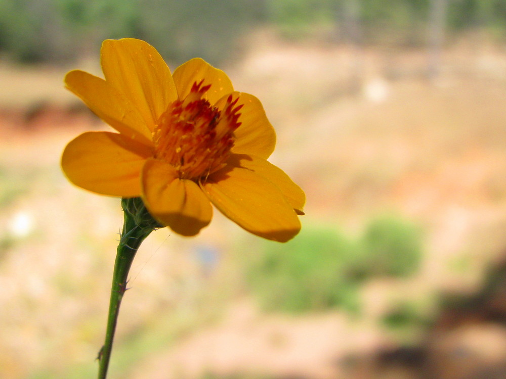 Sencilla flor del campo