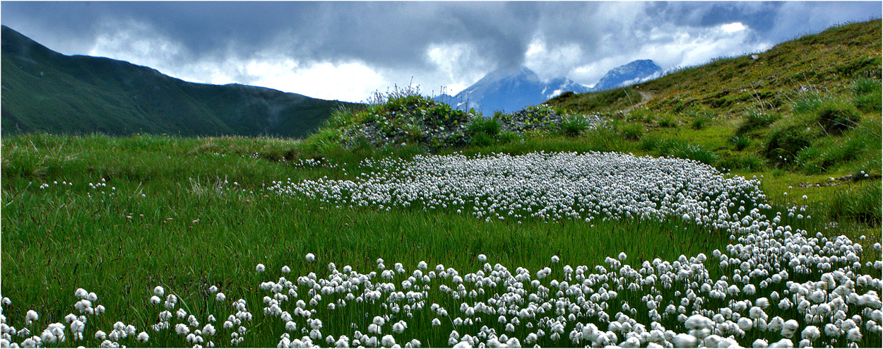 Senda da flors [1]