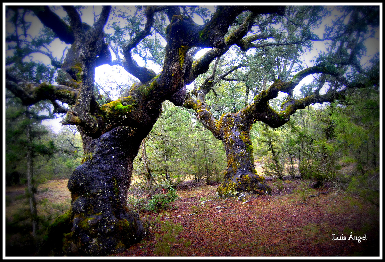 sendero de grandes Encinas. Castrillo de Solarana ( Burgos)