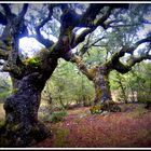 sendero de grandes Encinas. Castrillo de Solarana ( Burgos)