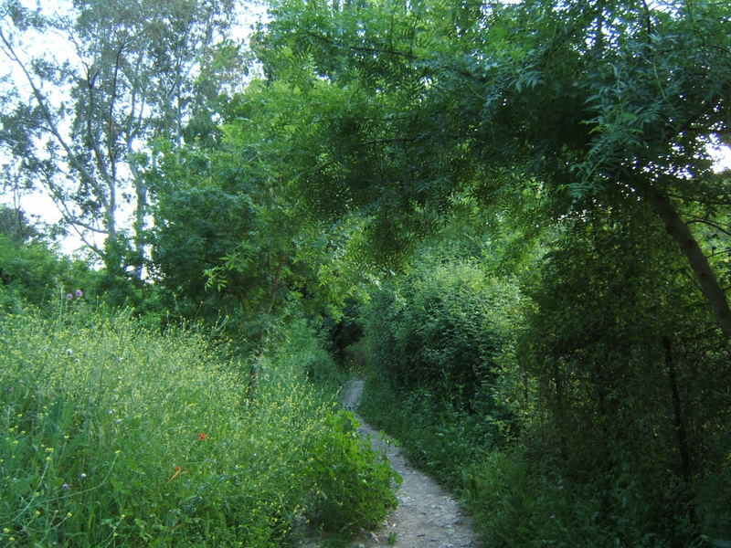 Sendero en El Bosque (Cádiz)