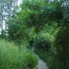 Sendero en El Bosque (Cádiz)