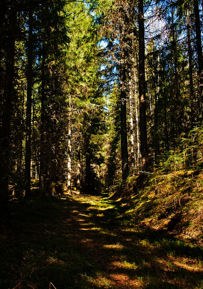 Sendero luminoso