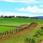 SENDEROS DE TAPALPA