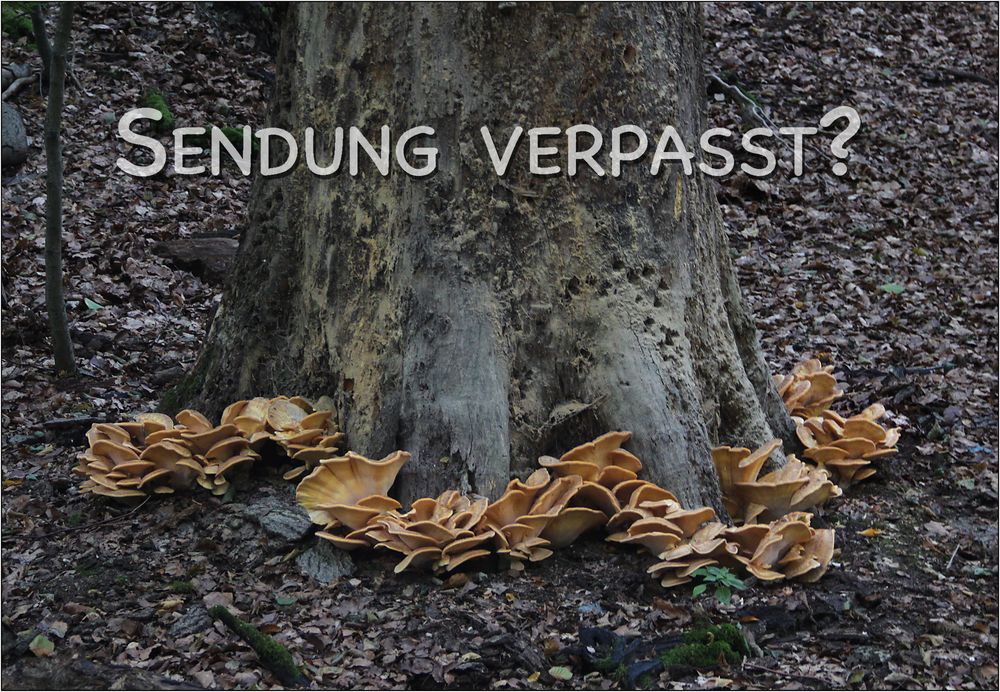 Sendung verpasst?