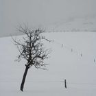 Senecas Beweis : Baum im Winter