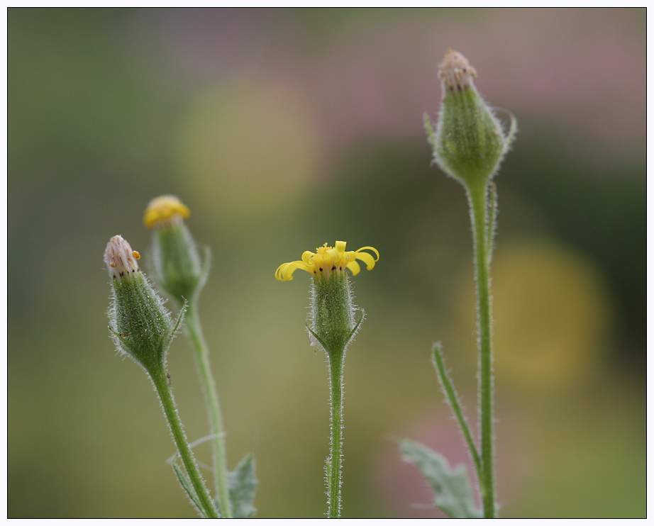 Senecio