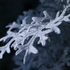 Senecio cineraria