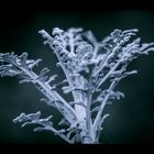 Senecio cineraria / Garden in south of Paris