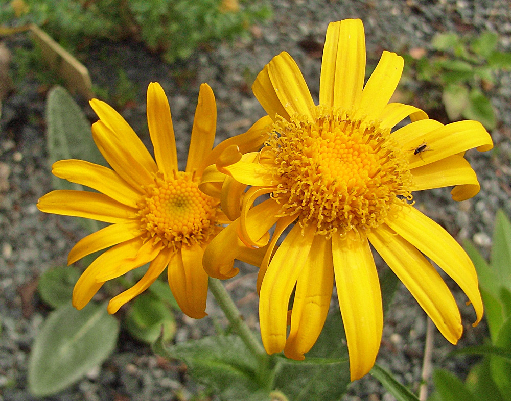 Senecio Doronicum - Gämswurz-Kreuzkraut (mit ä geschrieben im schweizer Buch)