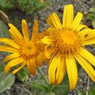 Senecio Doronicum - Gämswurz-Kreuzkraut (mit ä geschrieben im schweizer Buch)