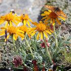 Senecio halleri - Einköpfiges Kreuzkraut mit  Mellicta varia einem Scheckenfalter