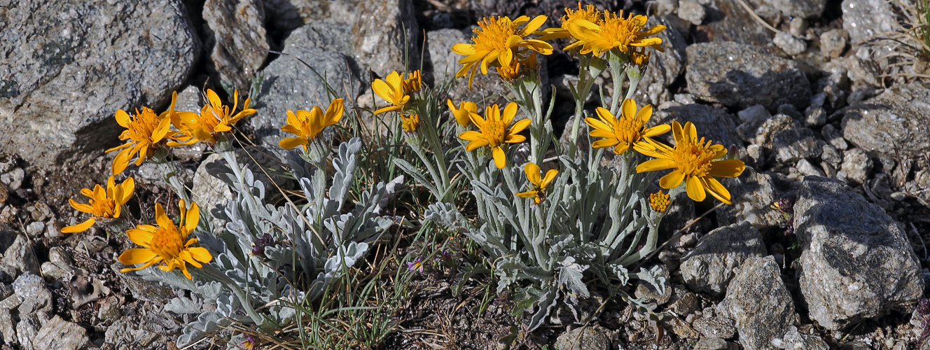 Senecio  halleri (früher s.uniflorus) - Einköpfiges Kreuzkraut ist auch in den Alpen eine Rarität...