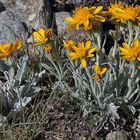 Senecio  halleri (früher s.uniflorus) - Einköpfiges Kreuzkraut ist auch in den Alpen eine Rarität...