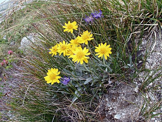 Senecio halleri (früher uniflorus)