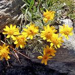 Senecio halleri (früher uniflorus) 3 - Einköpfiges Kreuzkraut