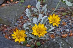 Senecio halleri (uniflorus)