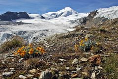 Senecio halleri (uniflorus)  die kostbare nur vom Simplon bis Zermatt vorkommende...