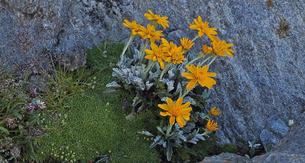 Senecio halleri  (uniflorus) - Einköfiges Kreuzkraut...