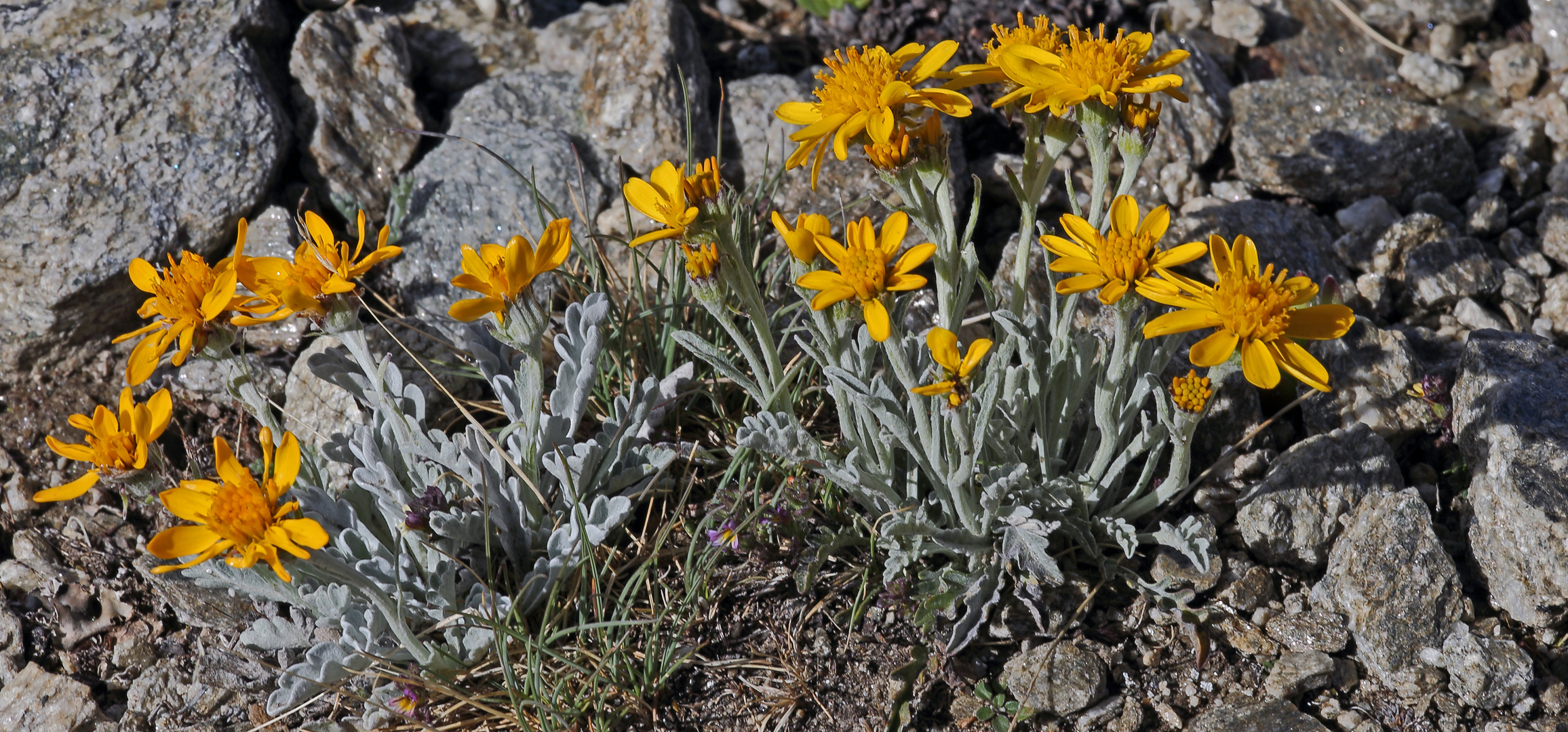 Senecio halleri (uniflorus) - Einköfiges Kreuzkraut ist sehr selten...