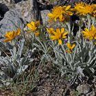 Senecio halleri (uniflorus) - Einköfiges Kreuzkraut ist sehr selten...