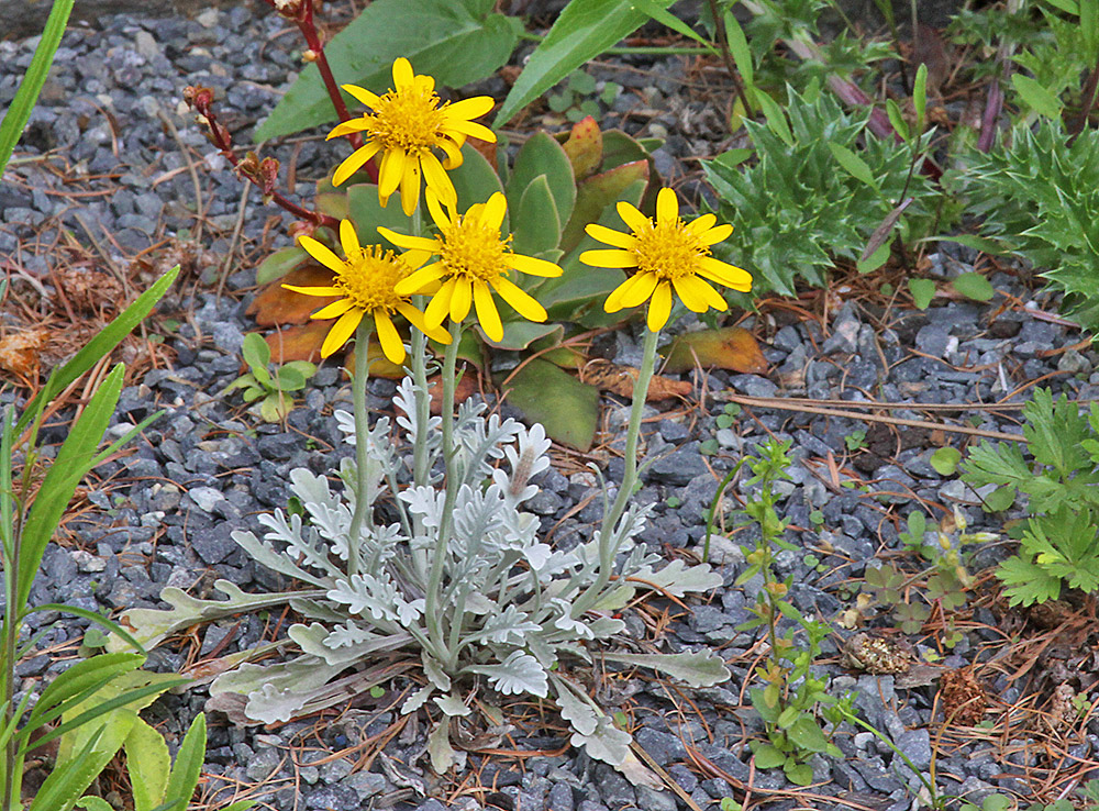 Senecio halleri (uniflorus) - Einköpfiges Kreuzkraut