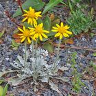 Senecio halleri (uniflorus) - Einköpfiges Kreuzkraut