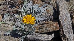 Senecio halleri (uniflorus) - Einköpfiges Kreuzkraut