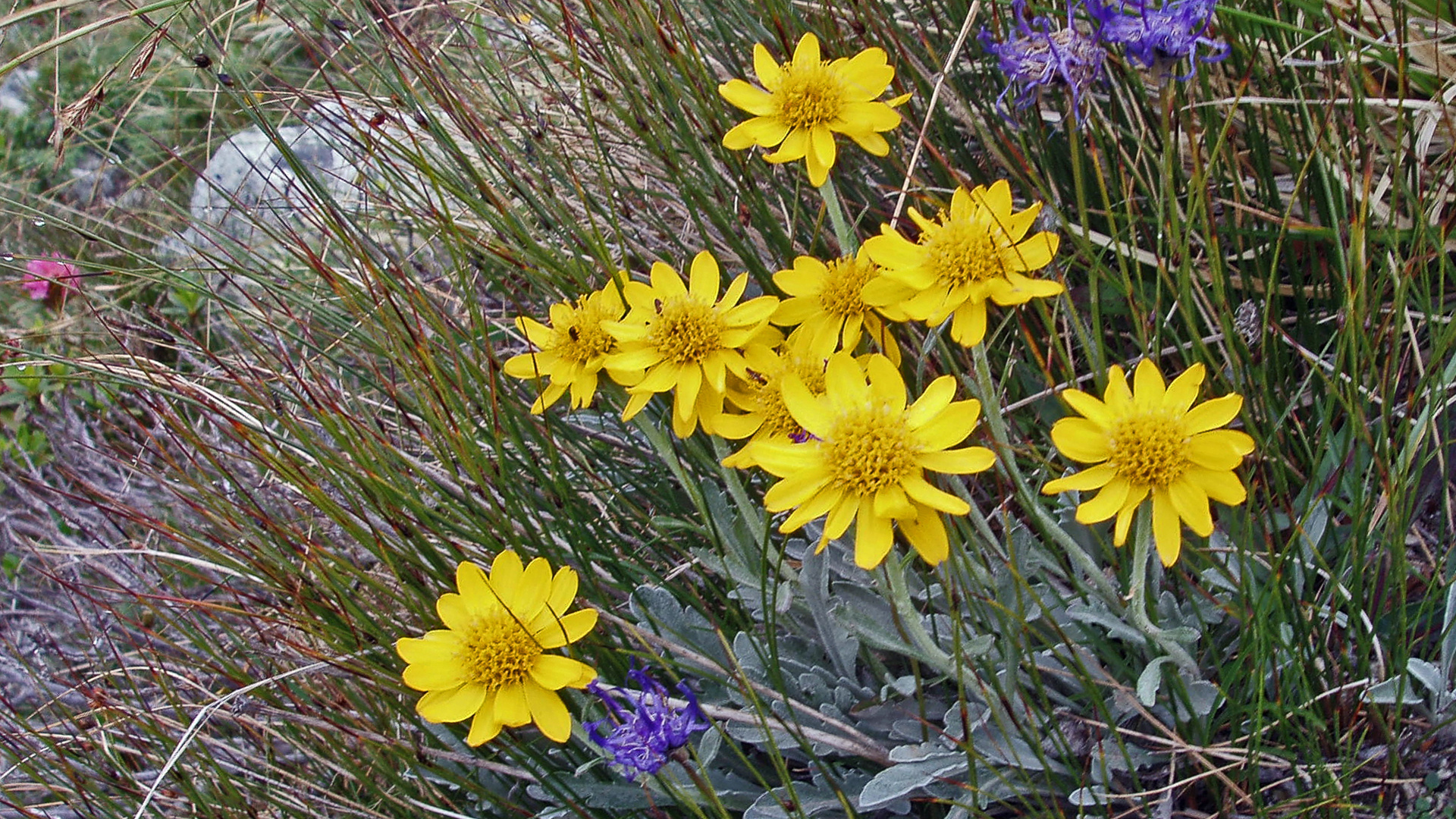 Senecio halleri (uniflorus)-Einköpfiges Kreuzkraut eine Rarität...