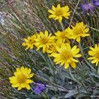 Senecio halleri (uniflorus)-Einköpfiges Kreuzkraut eine Rarität...