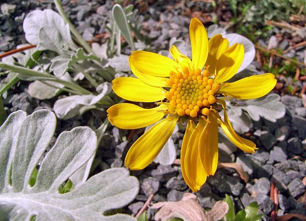 Senecio halleri (uniflorus) - Einköpfiges Kreuzkraut in meinem Alpinum