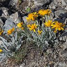 Senecio halleri (uniflorus) - Einköpfiges Kreuzkraut ist eine kostbare Rarität...