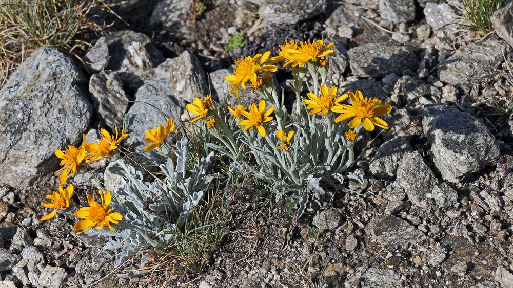 Senecio halleri (uniflorus) - Einköpfiges Kreuzkraut ist eine kostbare Rarität...