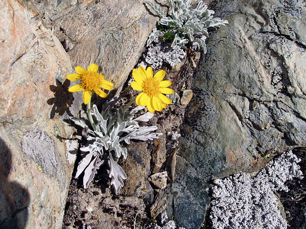 Senecio halleri (uniflorus) - großköpfiges Kreuzkraut und Flechten wie Aspicilia gibbosa