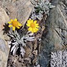 Senecio halleri (uniflorus) - großköpfiges Kreuzkraut und Flechten wie Aspicilia gibbosa