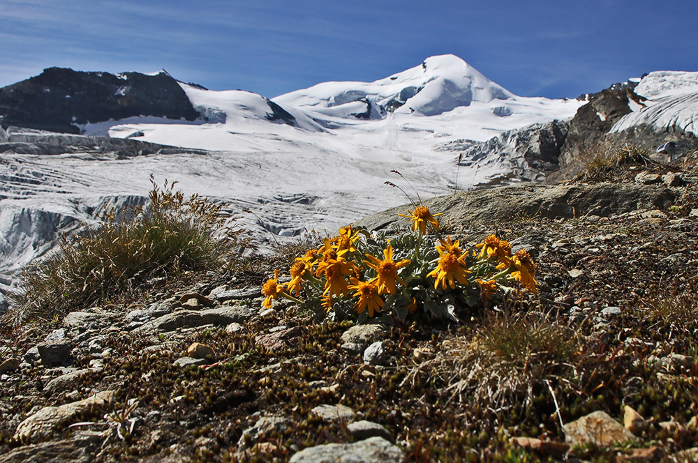 Senecio halleri (uniflorus)  vor dem Allalinhorn...