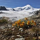 Senecio halleri (uniflorus)  vor dem Allalinhorn...